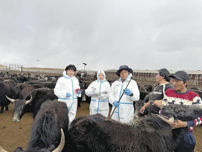 最美科技工作者故事:高原牛博士40年坚守(图1) 最美科技工作者故事:高原牛博士40年坚守(图1)
