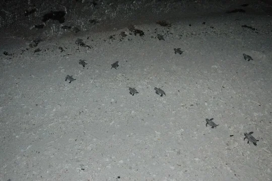 佛得角旅游:看世界最大硬壳龟,5种海龟聚集地(图11) 佛得角旅游:看世界最大硬壳龟,5种海龟聚集地(图11)