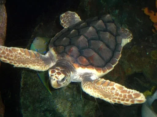 佛得角旅游:看世界最大硬壳龟,5种海龟聚集地(图5) 佛得角旅游:看世界最大硬壳龟,5种海龟聚集地(图5)