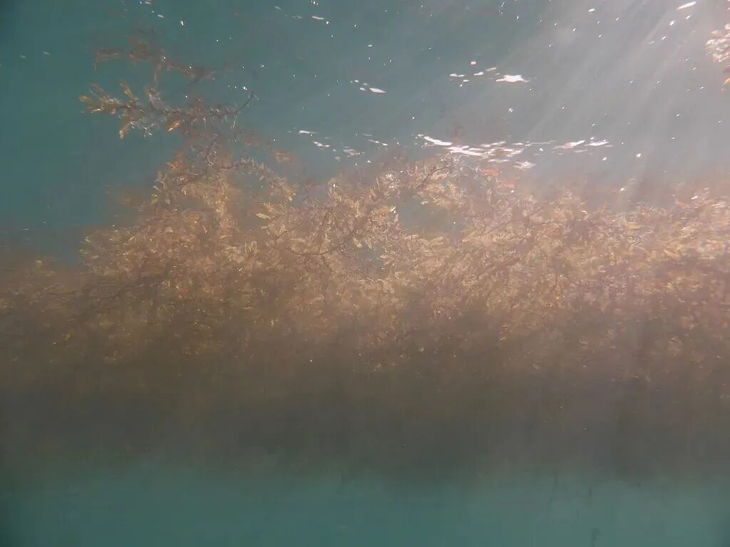 佛得角旅游:看世界最大硬壳龟,5种海龟聚集地(图7) 佛得角旅游:看世界最大硬壳龟,5种海龟聚集地(图7)