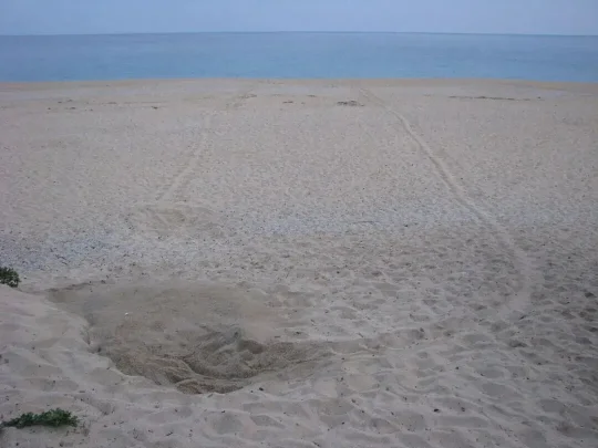 佛得角旅游:看世界最大硬壳龟,5种海龟聚集地(图10) 佛得角旅游:看世界最大硬壳龟,5种海龟聚集地(图10)