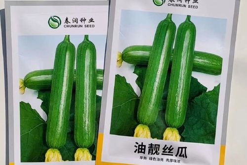 大田丝瓜亩产值近2万，种植户如何稳赚不赔？(图1)