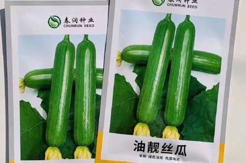 大田丝瓜亩产值近2万，种植户如何稳赚不赔？