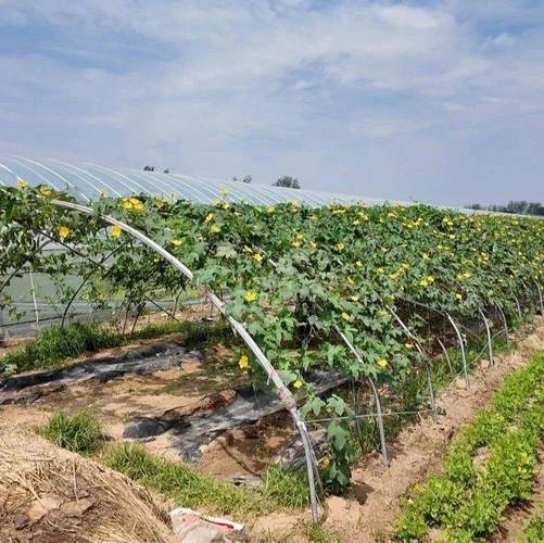 大田丝瓜亩产值近2万，种植户如何稳赚不赔？(图2)