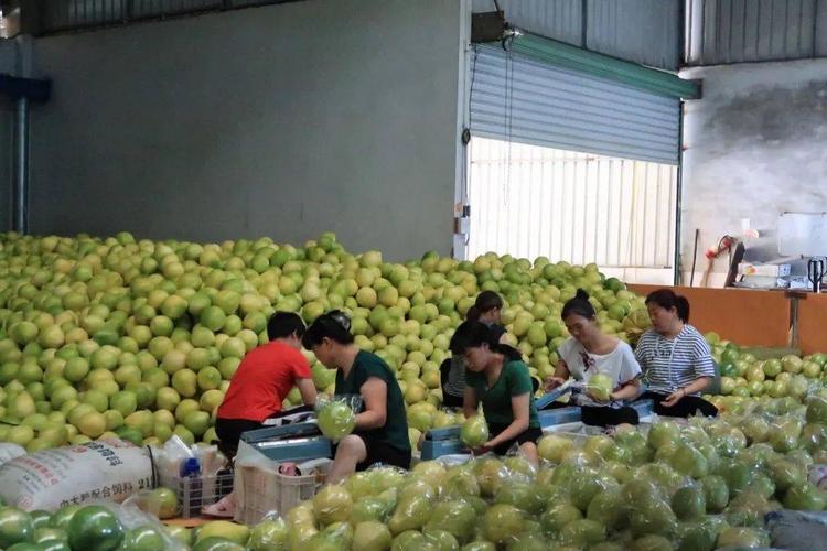 蜜柚产业纠纷怎么解?平和柚见方圆调解有新招(图1) 蜜柚产业纠纷怎么解?平和柚见方圆调解有新招(图1)