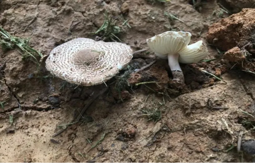 雨后蘑菇别乱采!北京超130种毒蘑菇,长相普通却能致命(图2) 雨后蘑菇别乱采!北京超130种毒蘑菇,长相普通却能致命(图2)