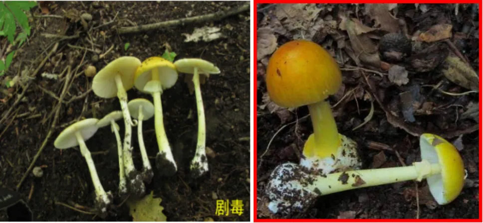 雨后蘑菇别乱采!北京超130种毒蘑菇,长相普通却能致命(图3) 雨后蘑菇别乱采!北京超130种毒蘑菇,长相普通却能致命(图3)