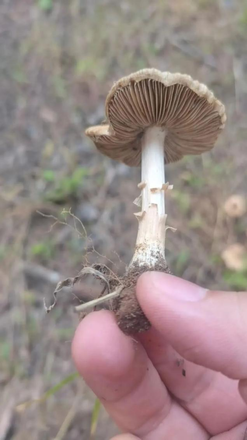 雨后蘑菇别乱采!北京超130种毒蘑菇,长相普通却能致命(图6) 雨后蘑菇别乱采!北京超130种毒蘑菇,长相普通却能致命(图6)