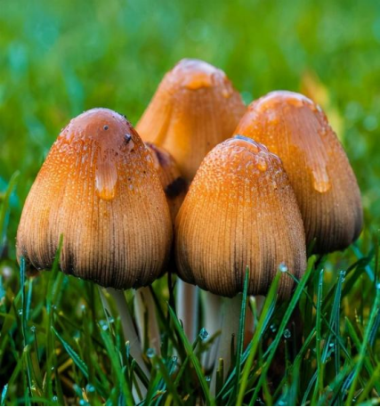 雨后蘑菇别乱采!北京超130种毒蘑菇,长相普通却能致命(图7) 雨后蘑菇别乱采!北京超130种毒蘑菇,长相普通却能致命(图7)