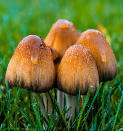 雨后蘑菇别乱采!北京超130种毒蘑菇,长相普通却能致命(图7) 雨后蘑菇别乱采!北京超130种毒蘑菇,长相普通却能致命(图7)