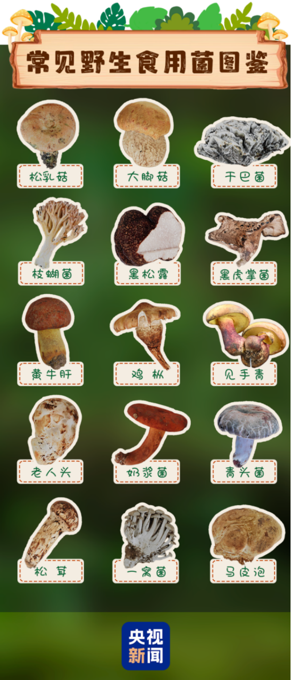 雨后蘑菇别乱采!北京超130种毒蘑菇,长相普通却能致命(图9) 雨后蘑菇别乱采!北京超130种毒蘑菇,长相普通却能致命(图9)