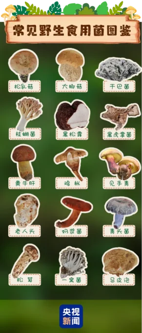 雨后蘑菇别乱采!北京超130种毒蘑菇,长相普通却能致命(图9) 雨后蘑菇别乱采!北京超130种毒蘑菇,长相普通却能致命(图9)
