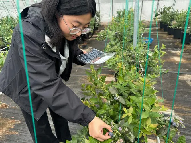 科技特派员下田 蓝莓变致富果 农民急需技术指导