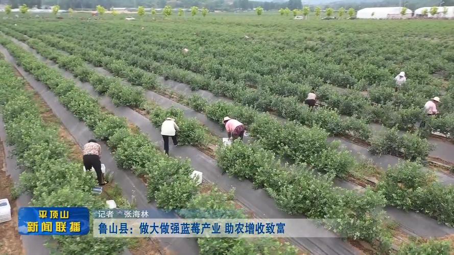 科技特派员下田 蓝莓变致富果 农民急需技术指导(图2) 科技特派员下田 蓝莓变致富果 农民急需技术指导(图2)
