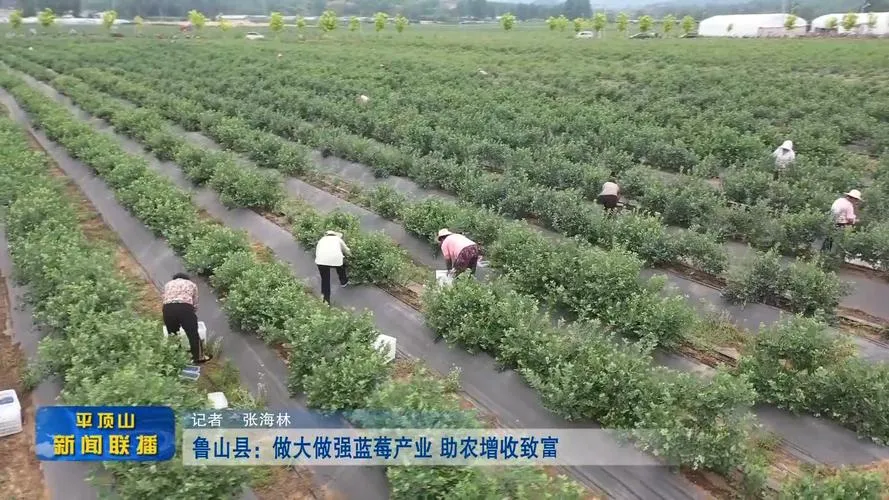科技特派员下田 蓝莓变致富果 农民急需技术指导(图2)