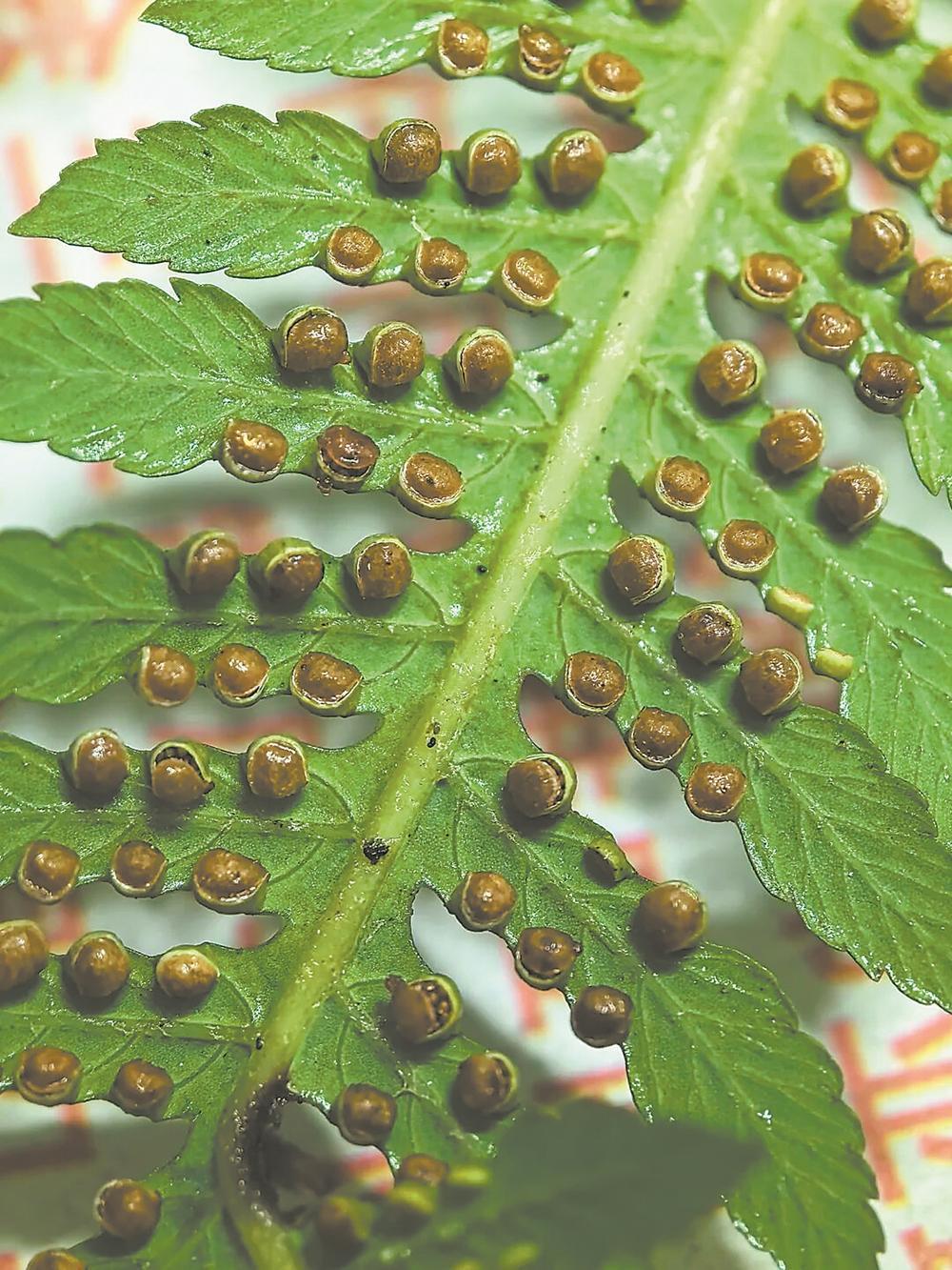 金毛狗蕨快灭绝了?专家救活它,成活率超80%(图2) 金毛狗蕨快灭绝了?专家救活它,成活率超80%(图2)