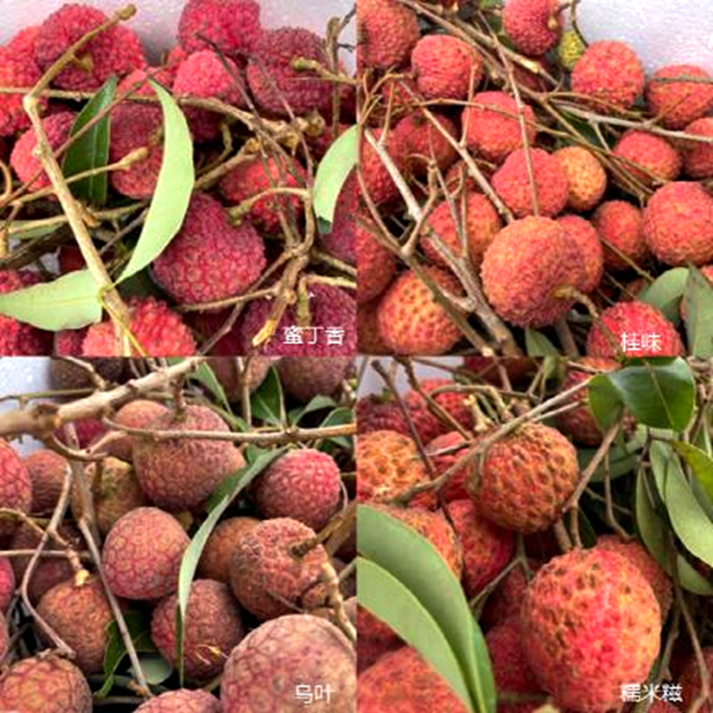 福建荔枝上市了!晚熟优势如何撬动大产业?(图2) 福建荔枝上市了!晚熟优势如何撬动大产业?(图2)