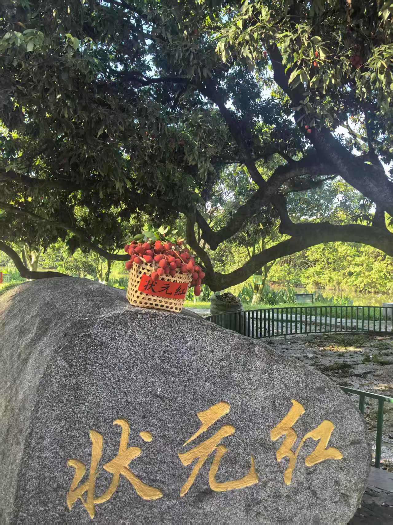 莆田状元红荔枝开摘，寓意金榜题名，快来沾喜气