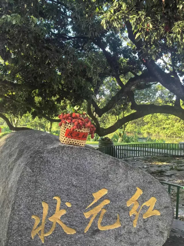 莆田状元红荔枝开摘,寓意金榜题名,快来沾喜气(图1) 莆田状元红荔枝开摘,寓意金榜题名,快来沾喜气(图1)
