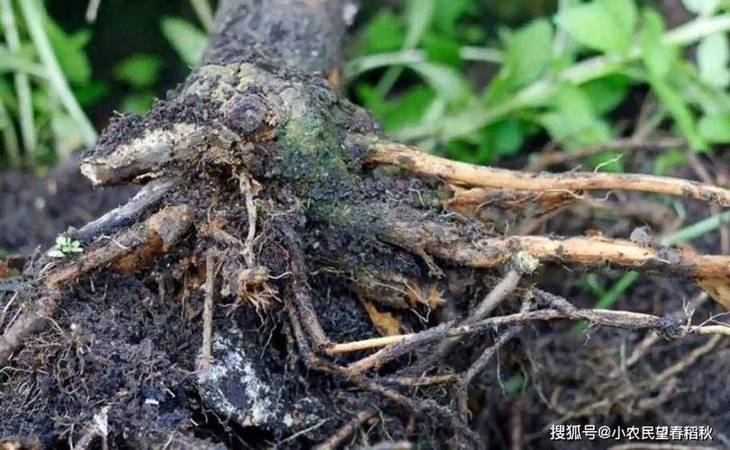 植物根系能主动绕开腐烂区，躲避病原微生物