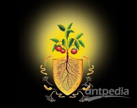 植物根系能主动绕开腐烂区，躲避病原微生物(图2)