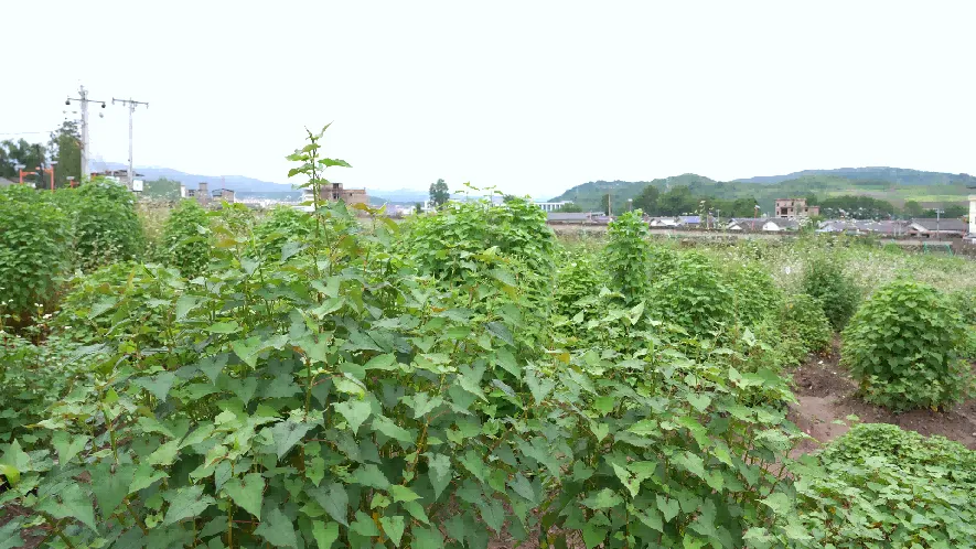种质资源是什么?为什么它关乎粮食安全和种业振兴(图2) 种质资源是什么?为什么它关乎粮食安全和种业振兴(图2)