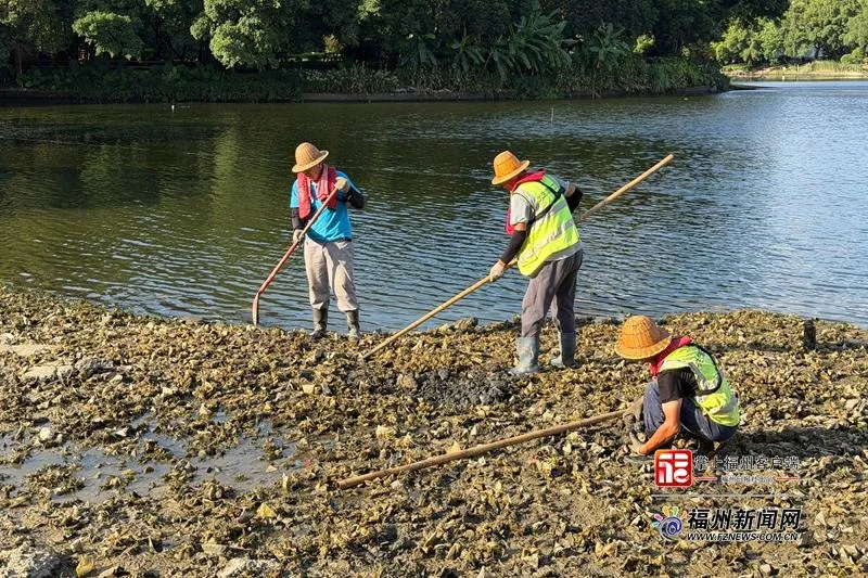 台风逼近!福州西湖紧急降低水位,为水下森林筑起防风墙(图1) 台风逼近!福州西湖紧急降低水位,为水下森林筑起防风墙(图1)