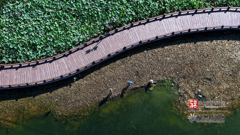台风逼近！福州西湖紧急降低水位，为水下森林筑起防风墙(图2)
