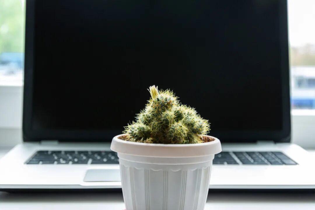 电脑旁放仙人掌防辐射？别信，这说法没科学依据