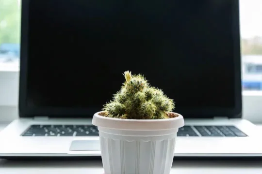 电脑旁放仙人掌防辐射?别信,这说法没科学依据(图1) 电脑旁放仙人掌防辐射?别信,这说法没科学依据(图1)