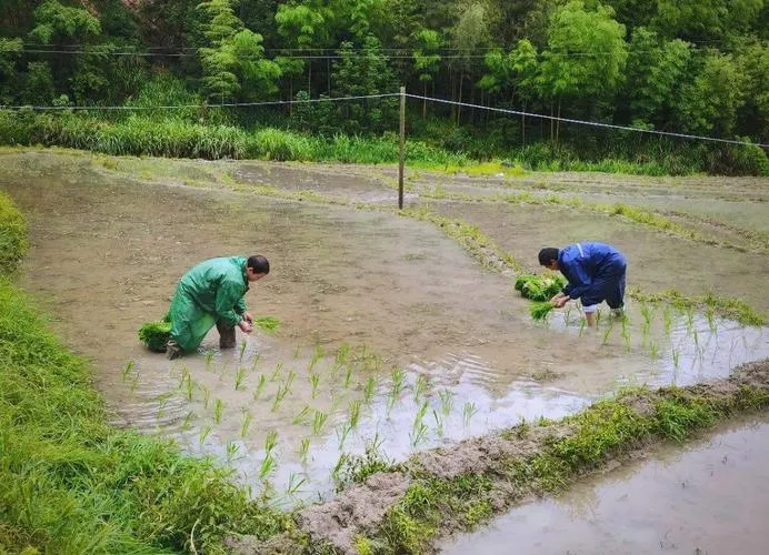 夏种不再愁人!农机一天插秧40亩,种田大户轻松搞定(图1) 夏种不再愁人!农机一天插秧40亩,种田大户轻松搞定(图1)
