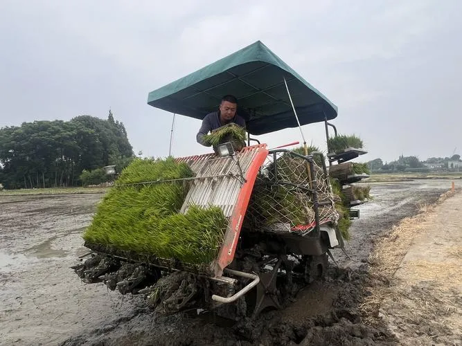 夏种不再愁人!农机一天插秧40亩,种田大户轻松搞定(图2) 夏种不再愁人!农机一天插秧40亩,种田大户轻松搞定(图2)