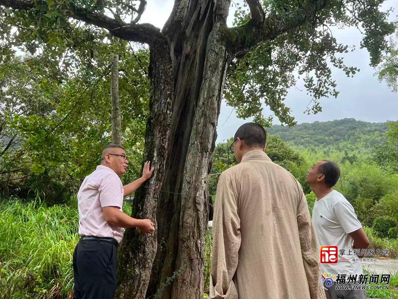 福州古树名木增至近1800株，落实‘一树一档’守护绿色文物
