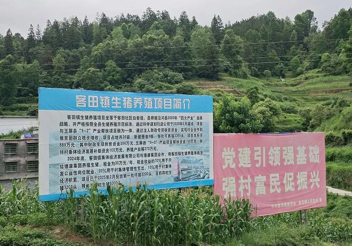 福鼎34个村抱团开发闲置地,年增收1800万,共富新模式(图2) 福鼎34个村抱团开发闲置地,年增收1800万,共富新模式(图2)