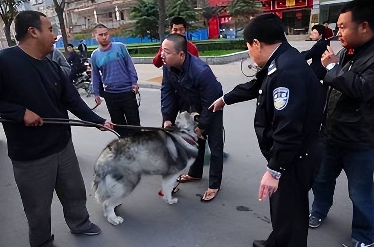 福州养狗新规:网上办证秒批,投诉降42%,不文明养犬严查(图2) 福州养狗新规:网上办证秒批,投诉降42%,不文明养犬严查(图2)