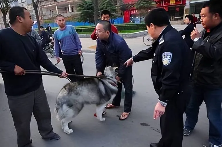 福州养狗新规:网上办证秒批,投诉降42%,不文明养犬严查(图2) 福州养狗新规:网上办证秒批,投诉降42%,不文明养犬严查(图2)