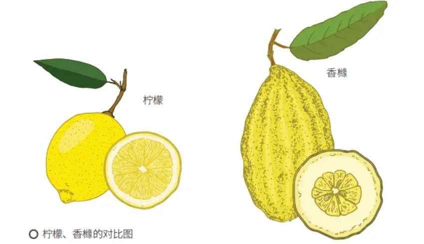 香橼和柠檬长得像?买来闻香还是吃?一文说清区别(图1) 香橼和柠檬长得像?买来闻香还是吃?一文说清区别(图1)