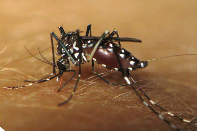 福州夏日蚊患难根除?福建科研视角下的生物灭蚊新路径(图2) 福州夏日蚊患难根除?福建科研视角下的生物灭蚊新路径(图2)