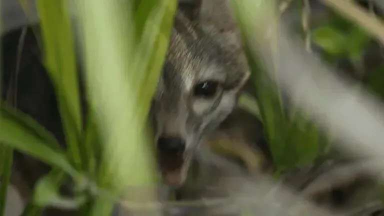 福州近海生态警示录:光污染扰鱼眠,岛屿狐影现踪(图4) 福州近海生态警示录:光污染扰鱼眠,岛屿狐影现踪(图4)