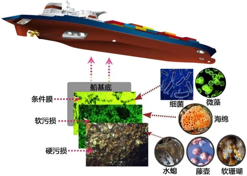 福州航运业直面挑战:船体生物附着致油耗飙升86%,绿色防污技术成破局关键(图1) 福州航运业直面挑战:船体生物附着致油耗飙升86%,绿色防污技术成破局关键(图1)