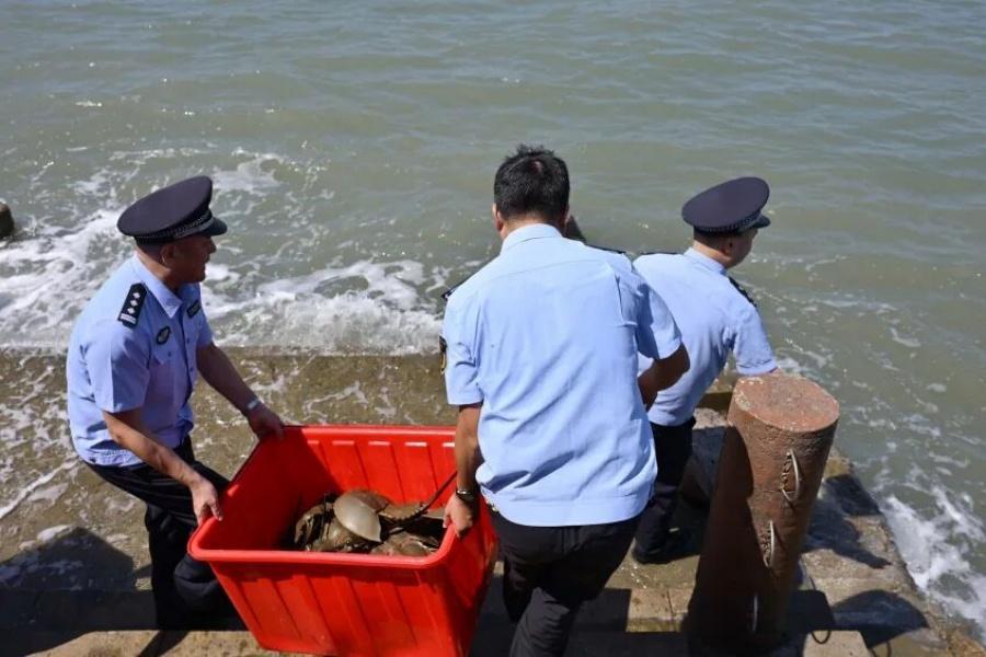 中华鲎放归大海，保护古老海洋生物