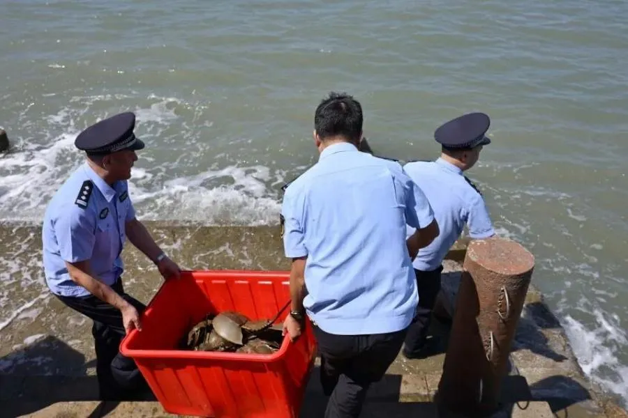 中华鲎放归大海，保护古老海洋生物
