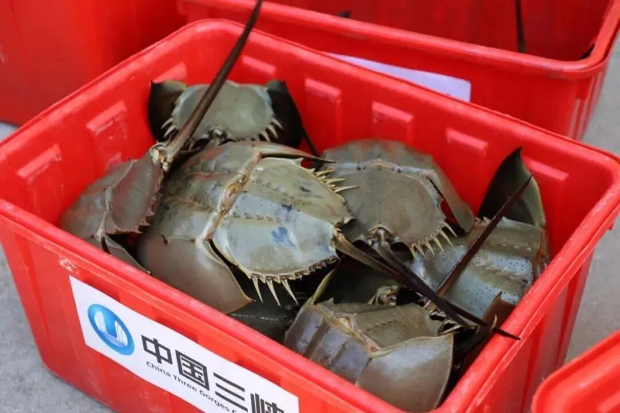 福州福清海域中华鲎放归纪实:守护“蓝血活化石”的闽江口行动(图2) 福州福清海域中华鲎放归纪实:守护“蓝血活化石”的闽江口行动(图2)