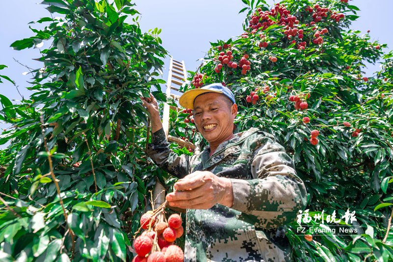闽侯荔枝上市!果农曾因保鲜难亏本,如今如何逆袭?(图1) 闽侯荔枝上市!果农曾因保鲜难亏本,如今如何逆袭?(图1)