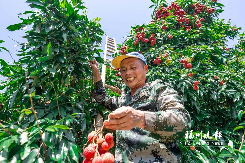 福州闽侯荔枝产业逆袭记(图1) 福州闽侯荔枝产业逆袭记(图1)