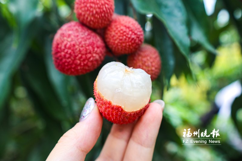 闽侯荔枝上市!果农曾因保鲜难亏本,如今如何逆袭?(图2) 闽侯荔枝上市!果农曾因保鲜难亏本,如今如何逆袭?(图2)