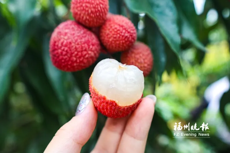 福州闽侯荔枝产业逆袭记(图2) 福州闽侯荔枝产业逆袭记(图2)