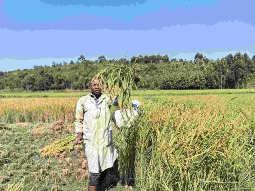 福州农业技术援卢旺达(图3) 福州农业技术援卢旺达(图3)