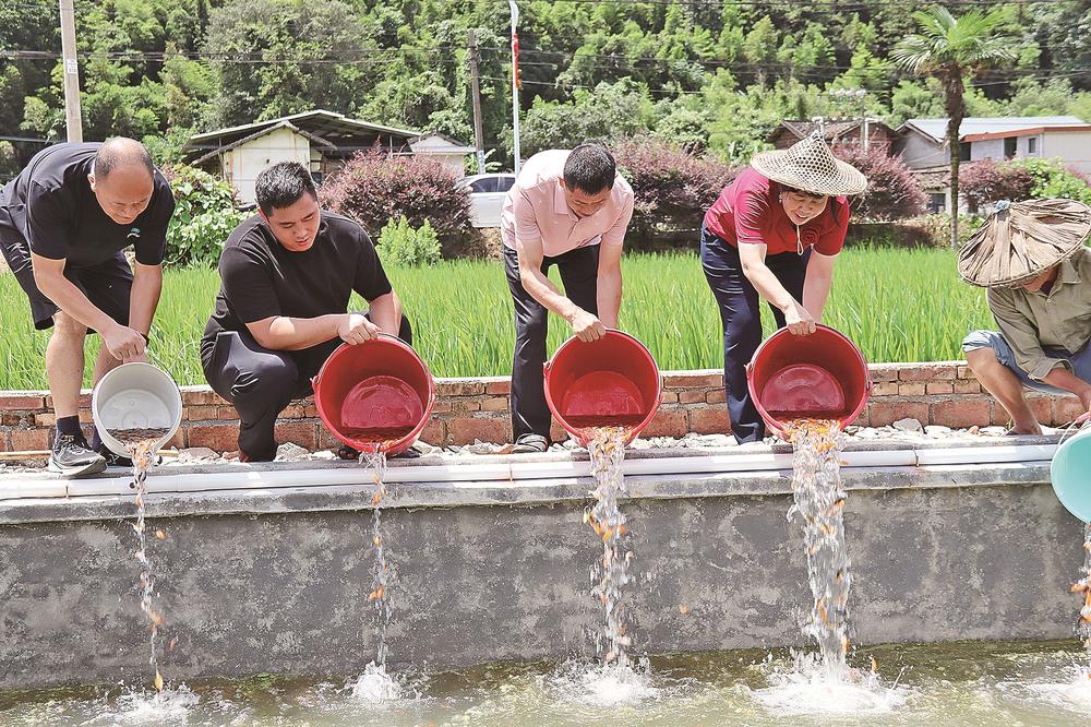 村干部放5万尾锦鲤到稻田，稻鱼共养新模式农民必看