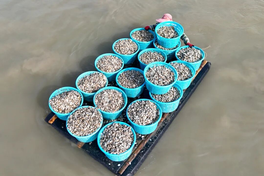 连江花蛤采收正当时,夏日餐桌海味鲜(图3) 连江花蛤采收正当时,夏日餐桌海味鲜(图3)